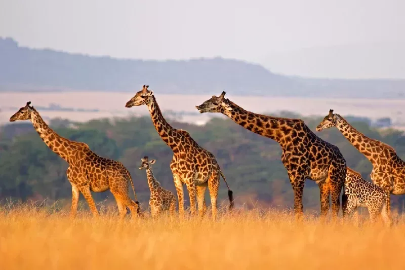 Best Kenya Wildlife Tour